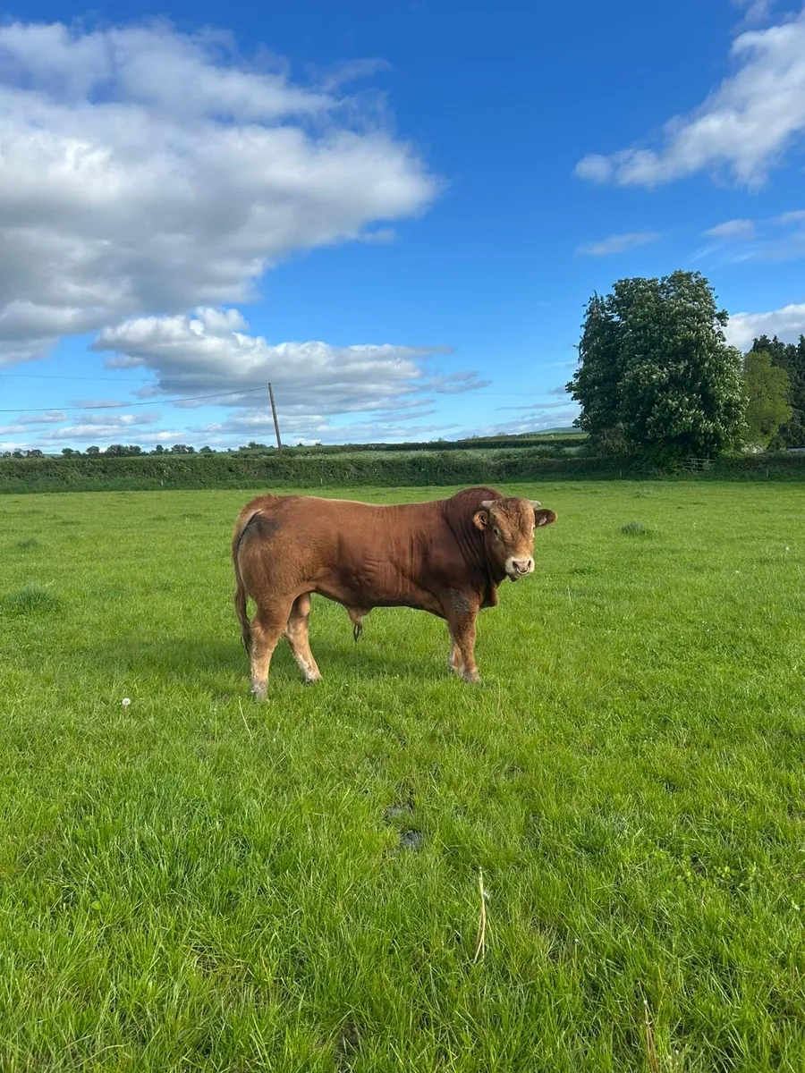 Limousine Bull - Image 2
