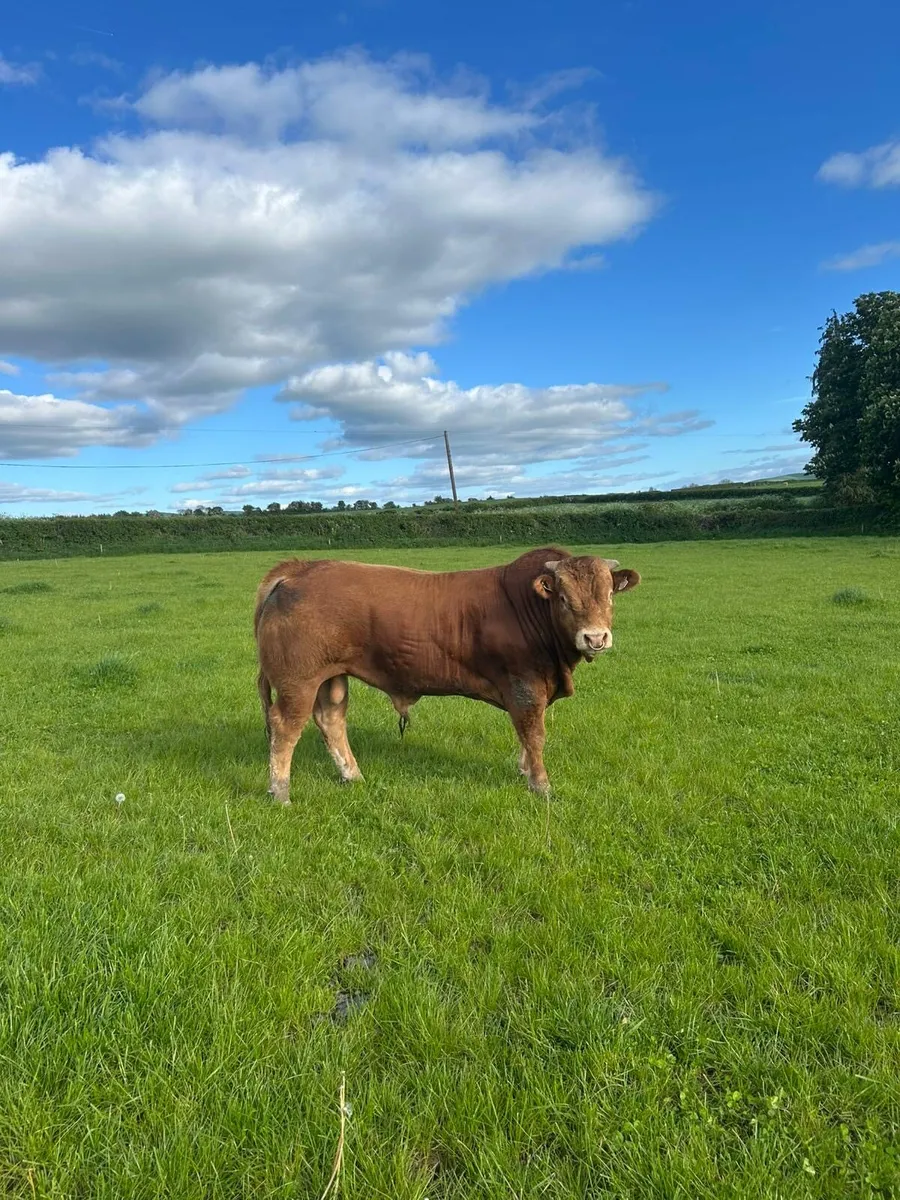 Limousine Bull - Image 1