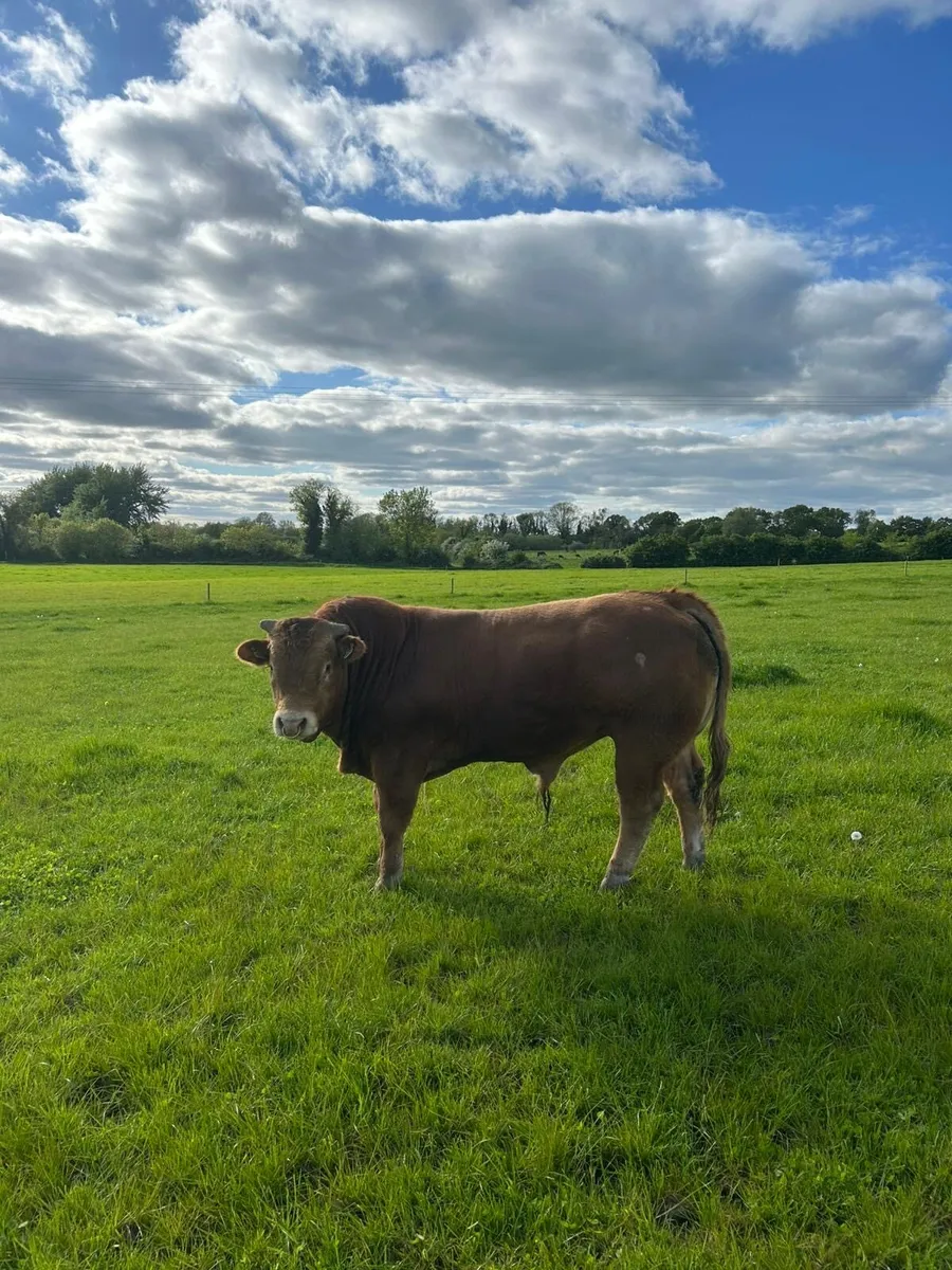 Limousine Bull - Image 3