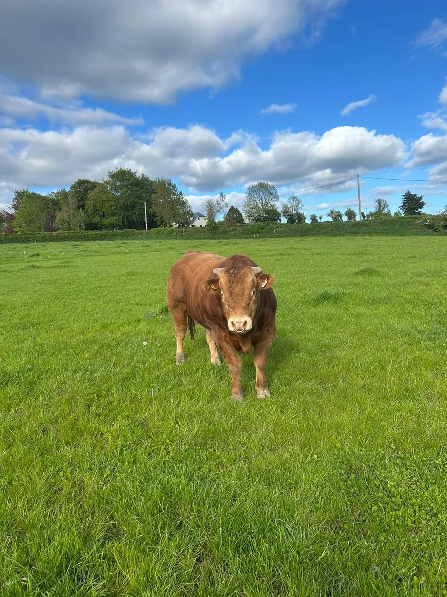 Limousine Bull - Image 4