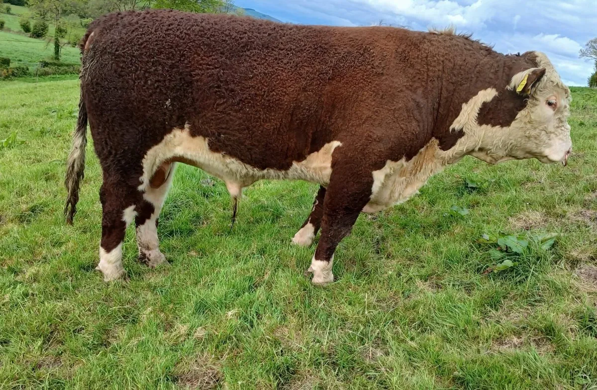 Pedigree Registered Hereford Bull - Image 1