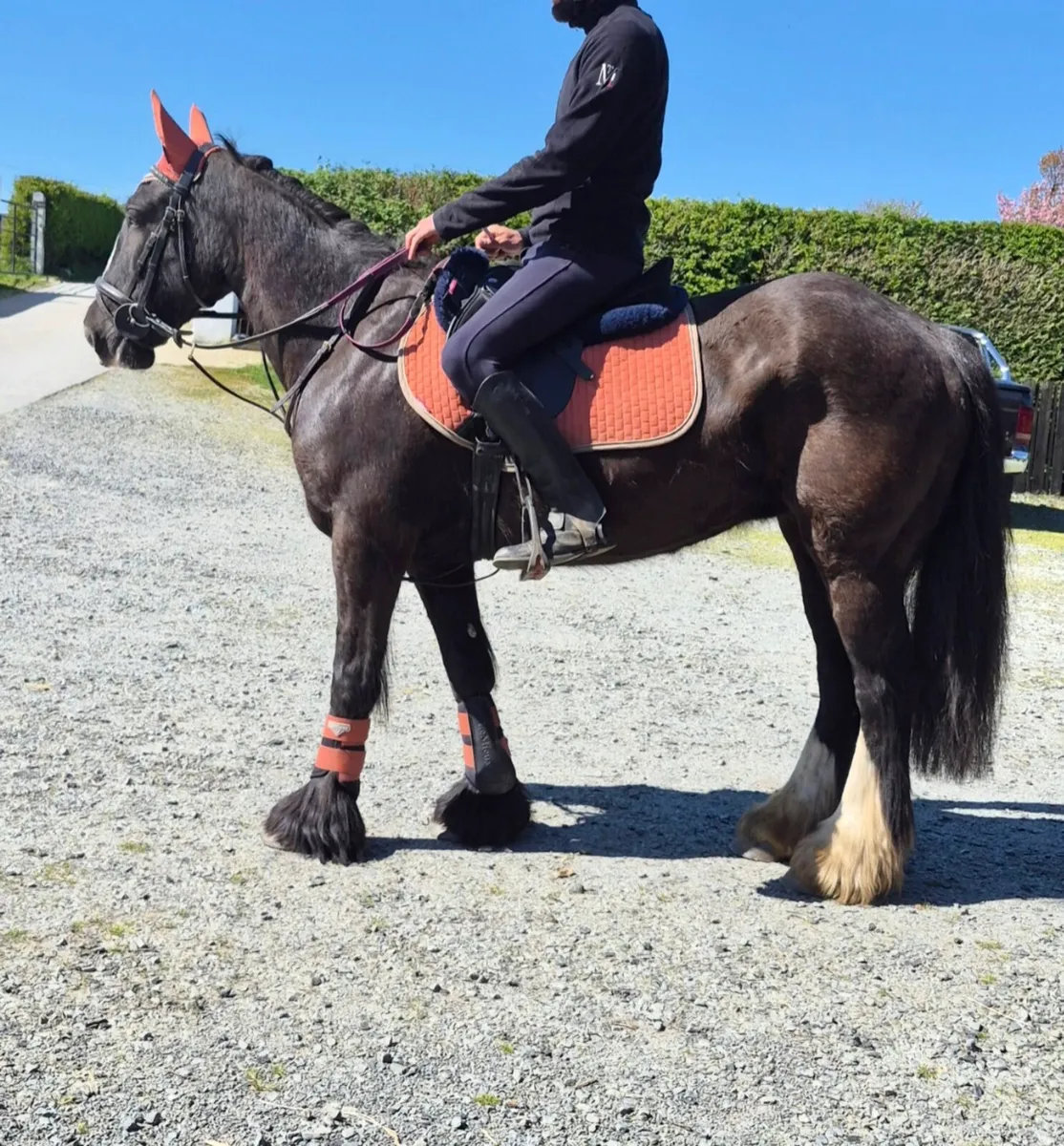 Perfect family cob - Image 2