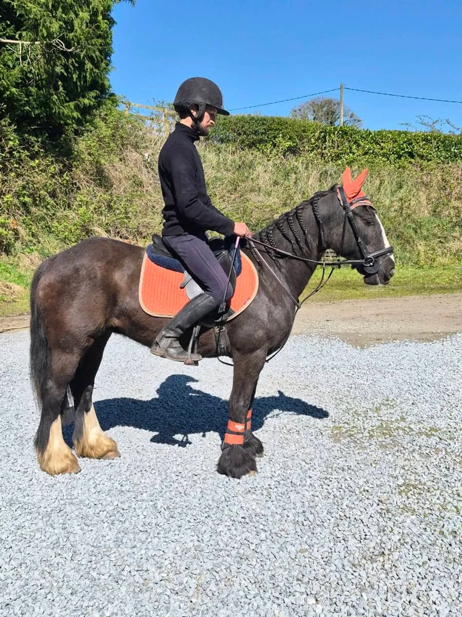 Perfect family cob - Image 1