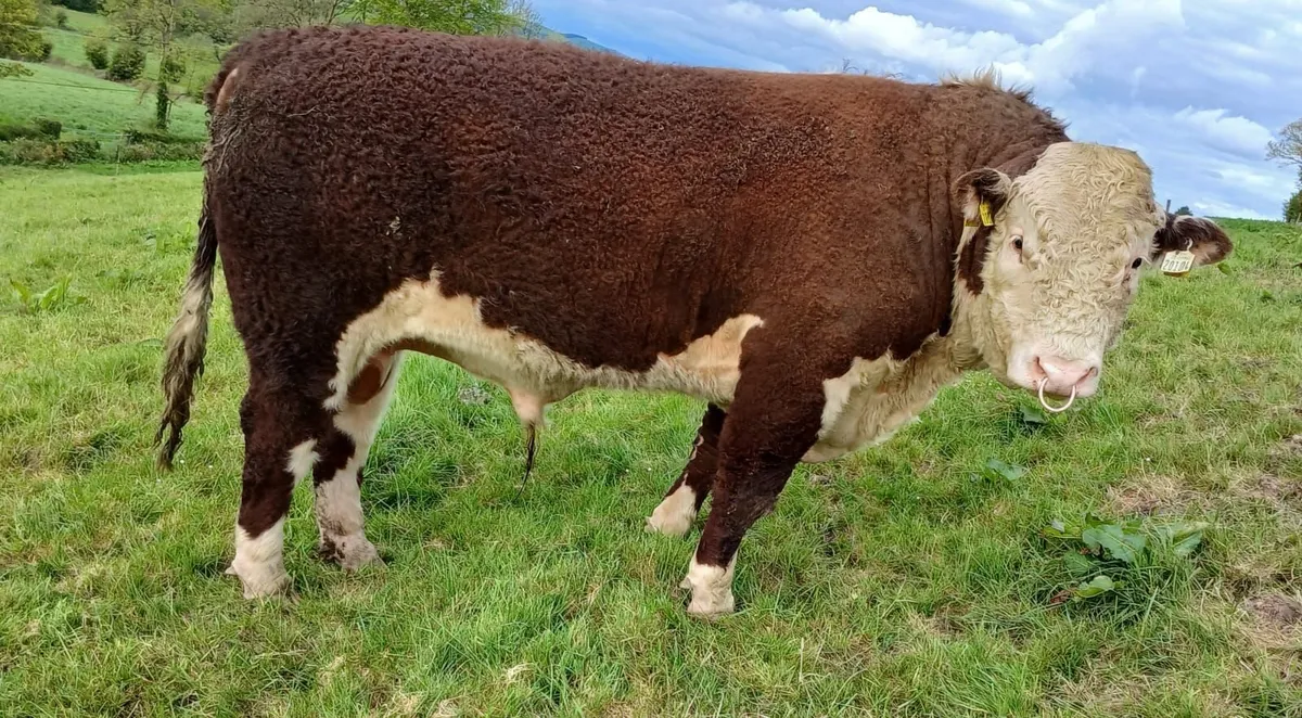 Pedigree Registered Hereford Bull - Image 2