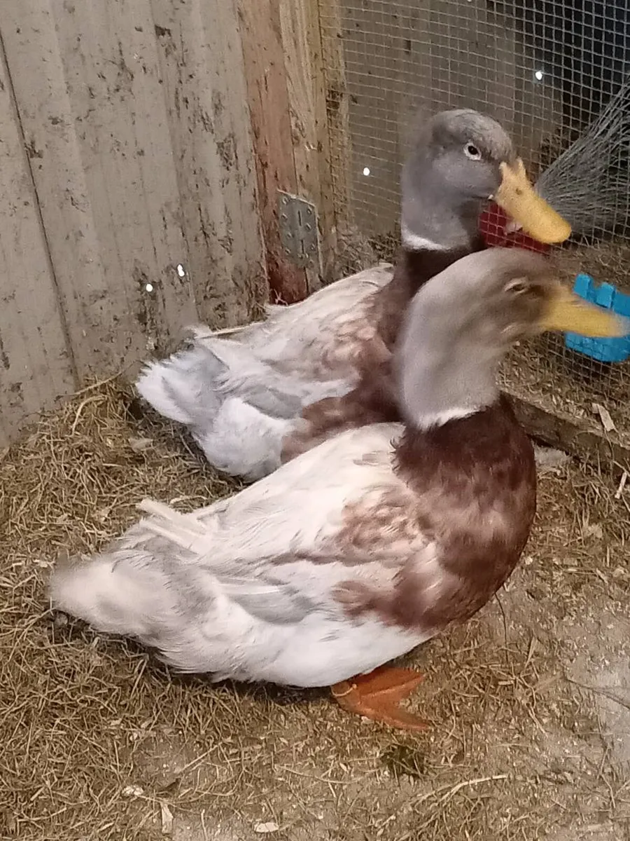 Saxony ducks laying - Image 2