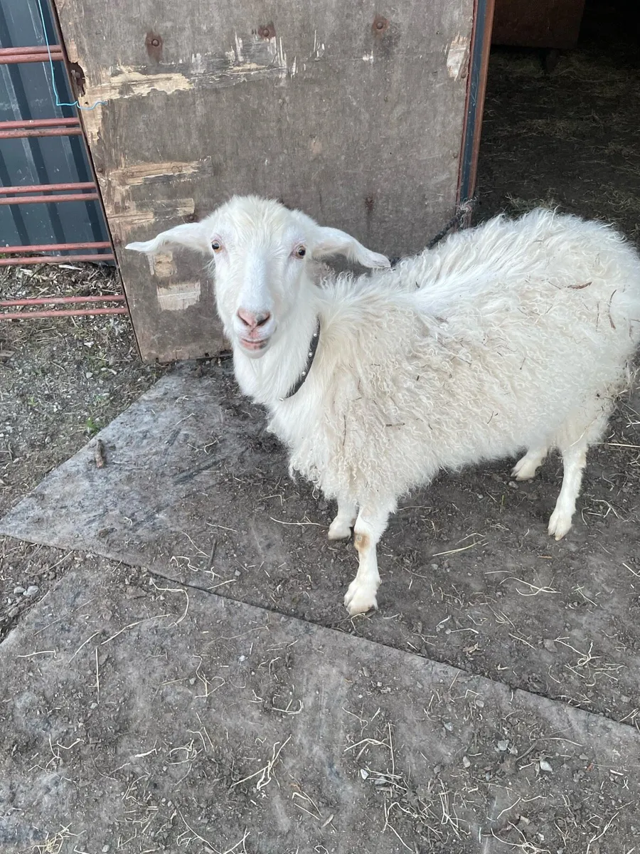 Goat - Image 3