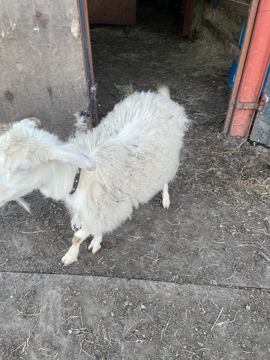 Goat - Image 4