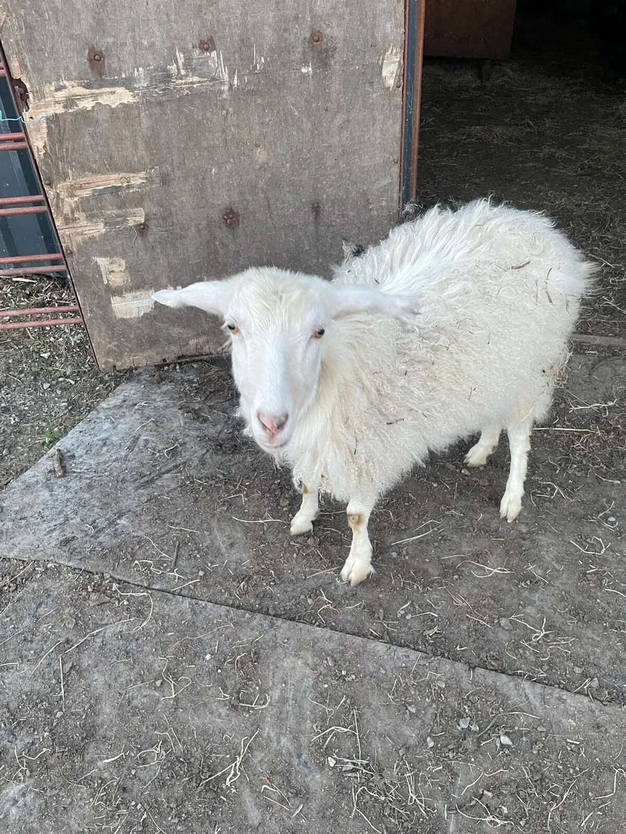 Goat - Image 1