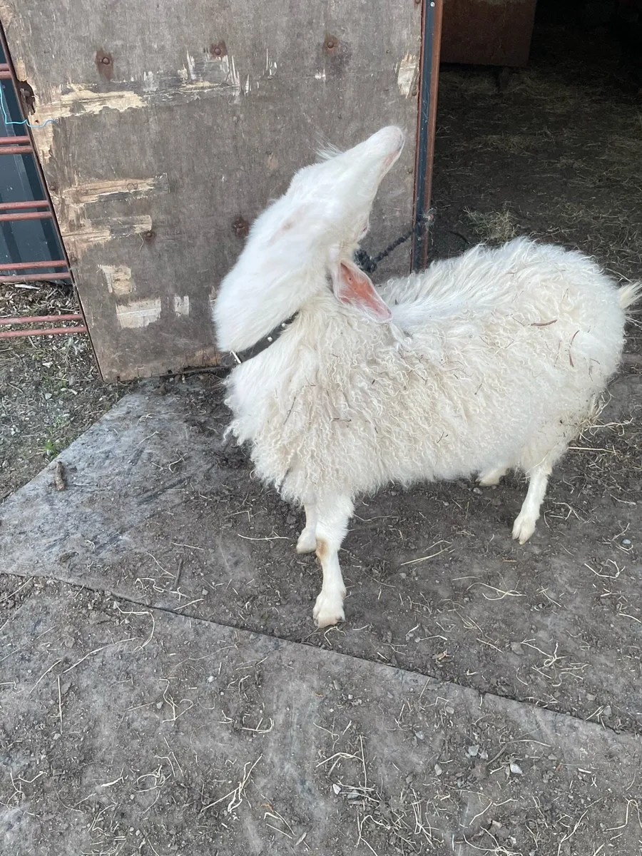 Goat - Image 2