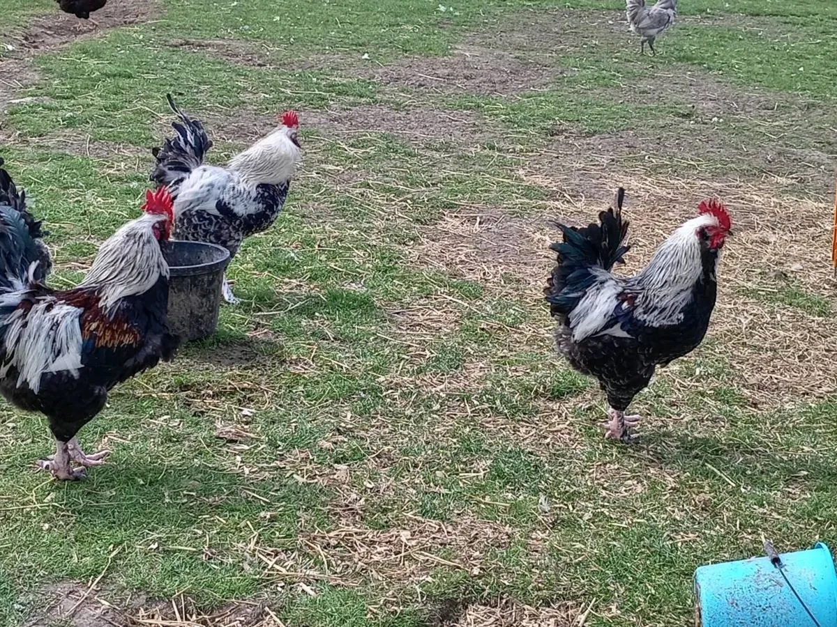 Roosters - Image 1