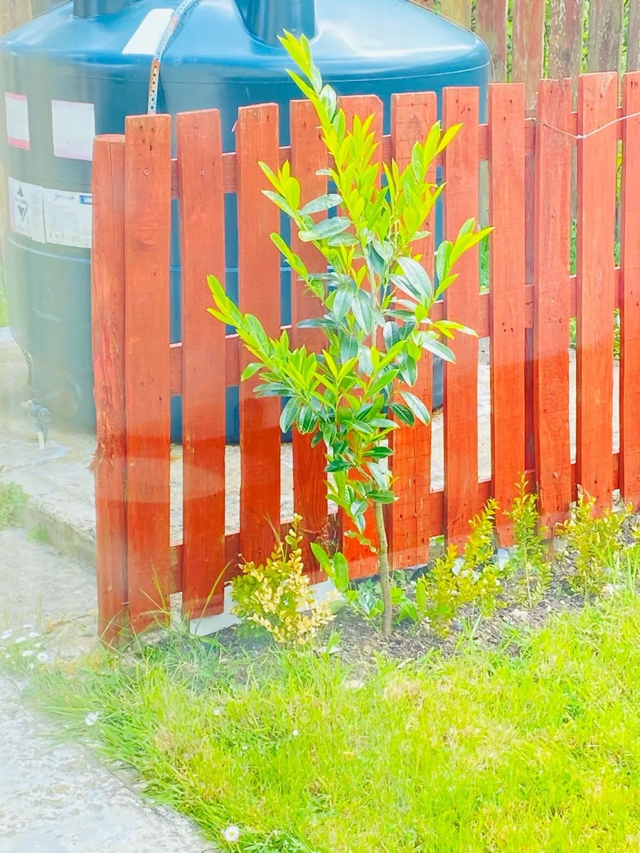 Mango 🥭 tree 50€ - Image 3