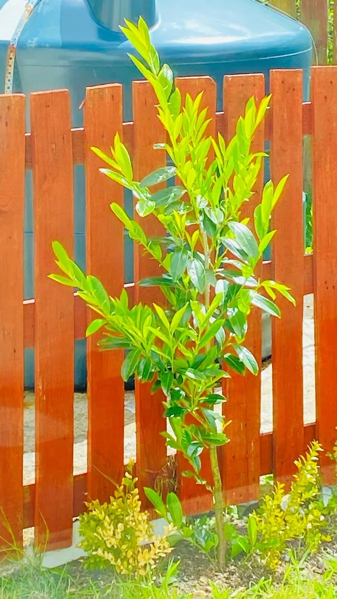 Mango 🥭 tree 50€ - Image 1