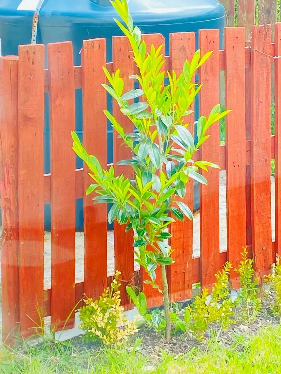Mango 🥭 tree 50€ - Image 2