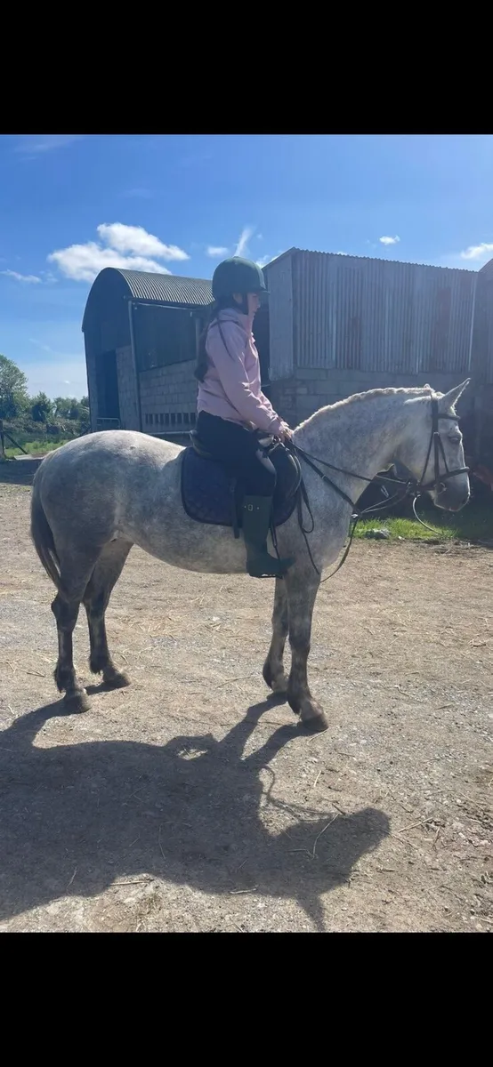 Connemara pony - Image 2