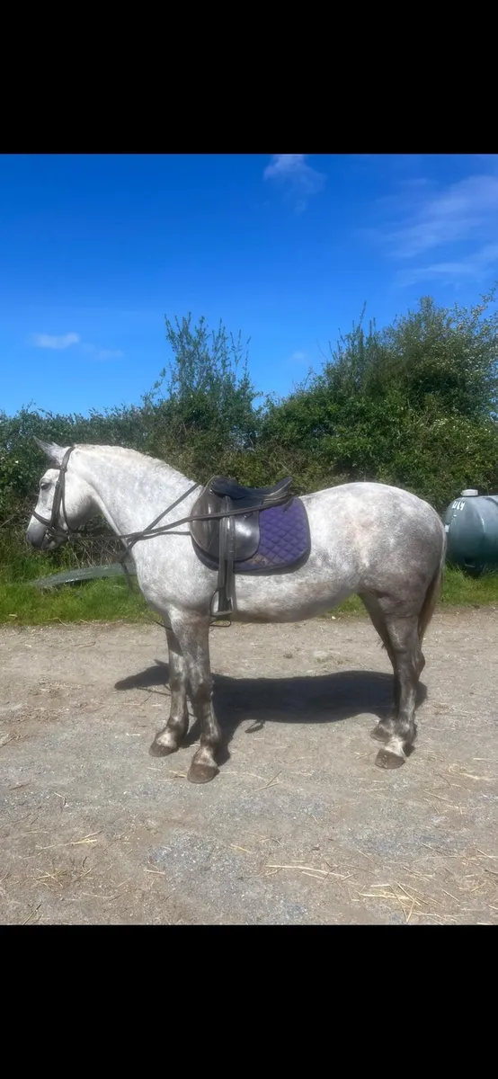 Connemara pony - Image 3