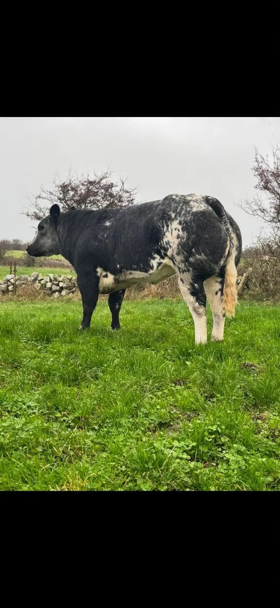 2 BBX Heifers For Sale - Image 1