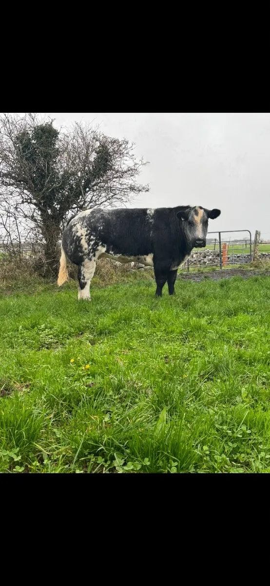 2 BBX Heifers For Sale - Image 3