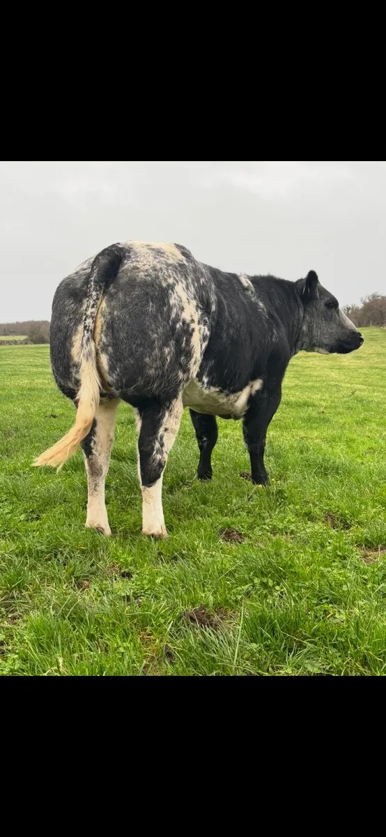 2 BBX Heifers For Sale - Image 2