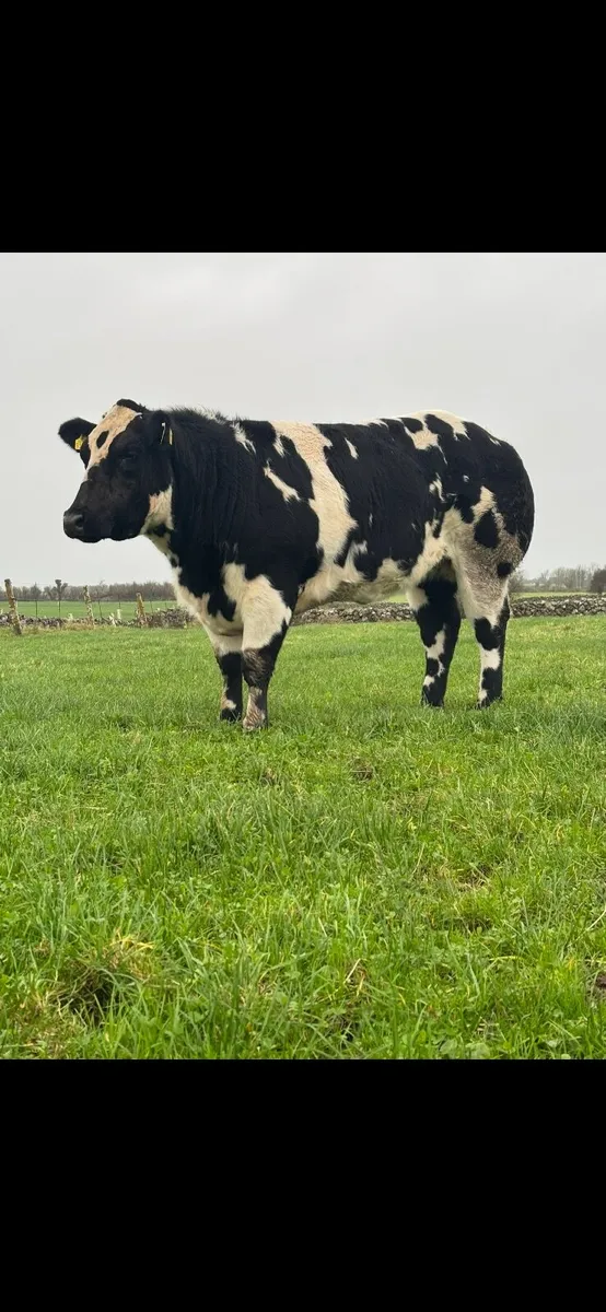 2 BBX Heifers For Sale - Image 4