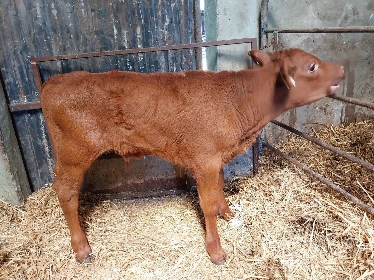Top quality calves. - Image 2