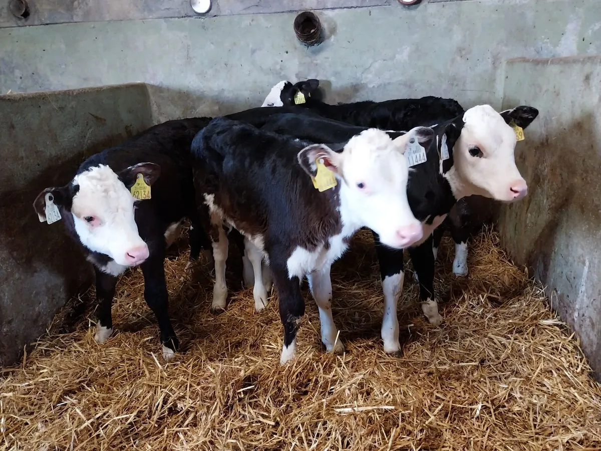 Top quality calves. - Image 3