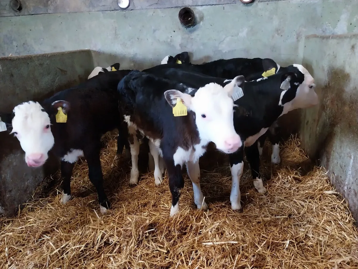 Top quality calves. - Image 4