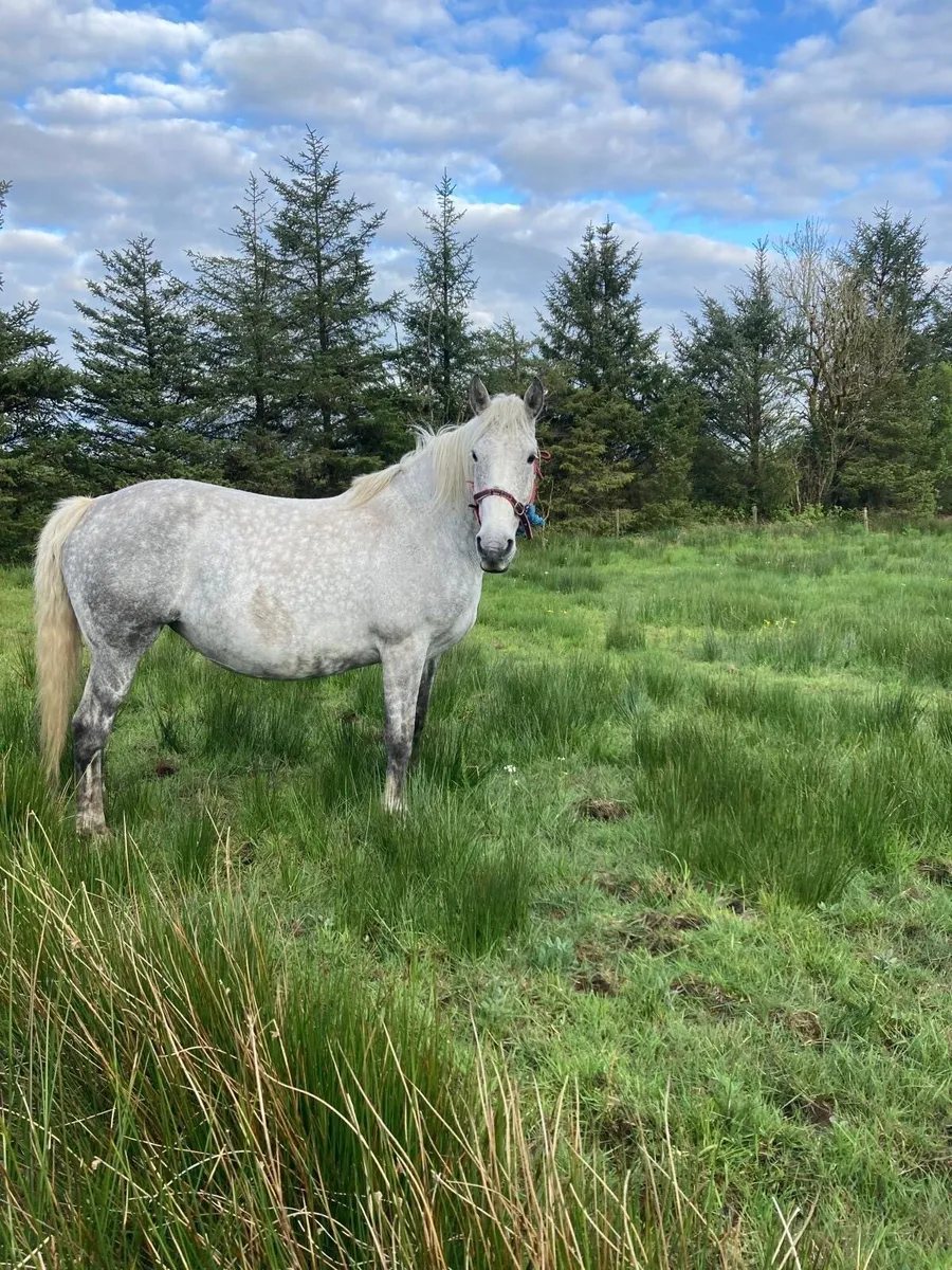 Horse mare