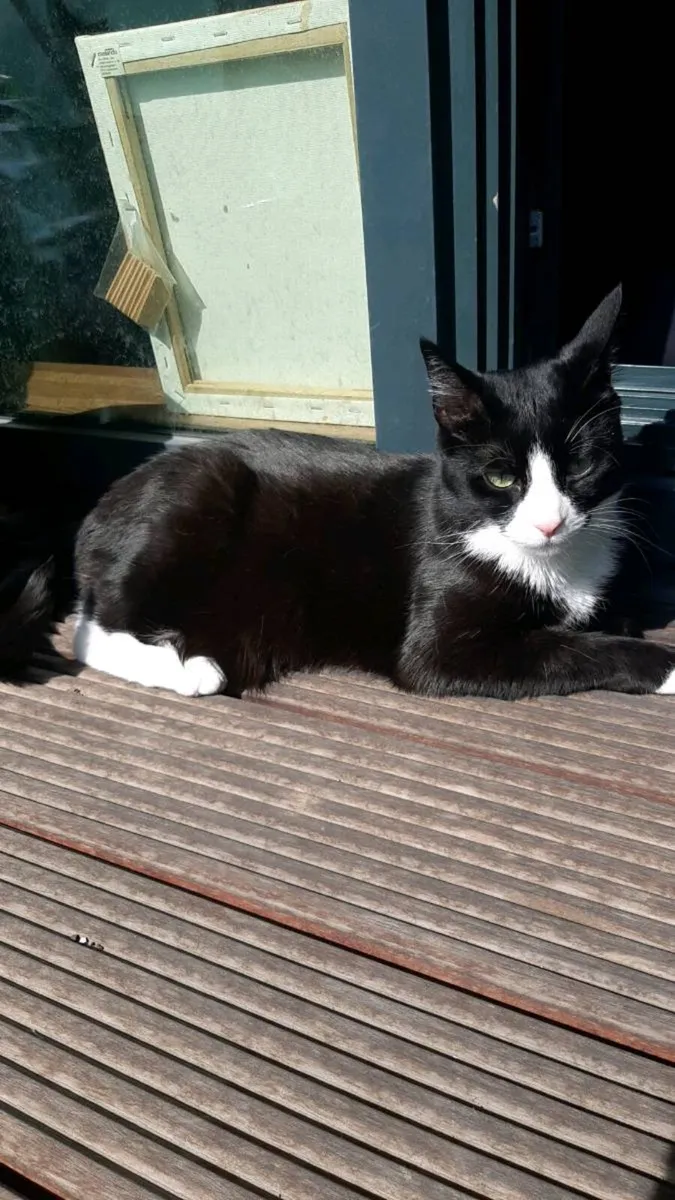 Cat - Image 1
