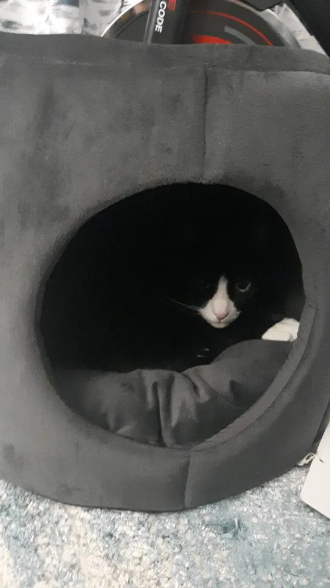 Cat - Image 2