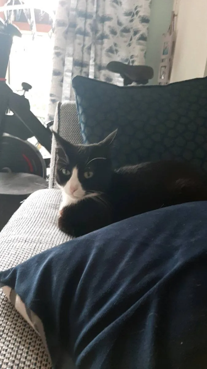 Cat - Image 3