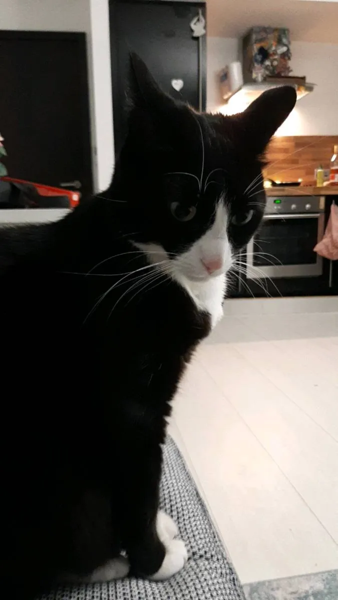 Cat - Image 4