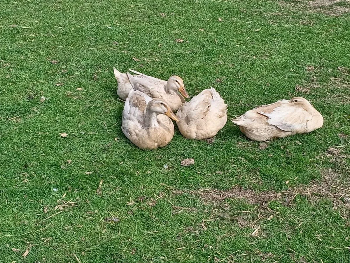 Saxony ducks laying - Image 3
