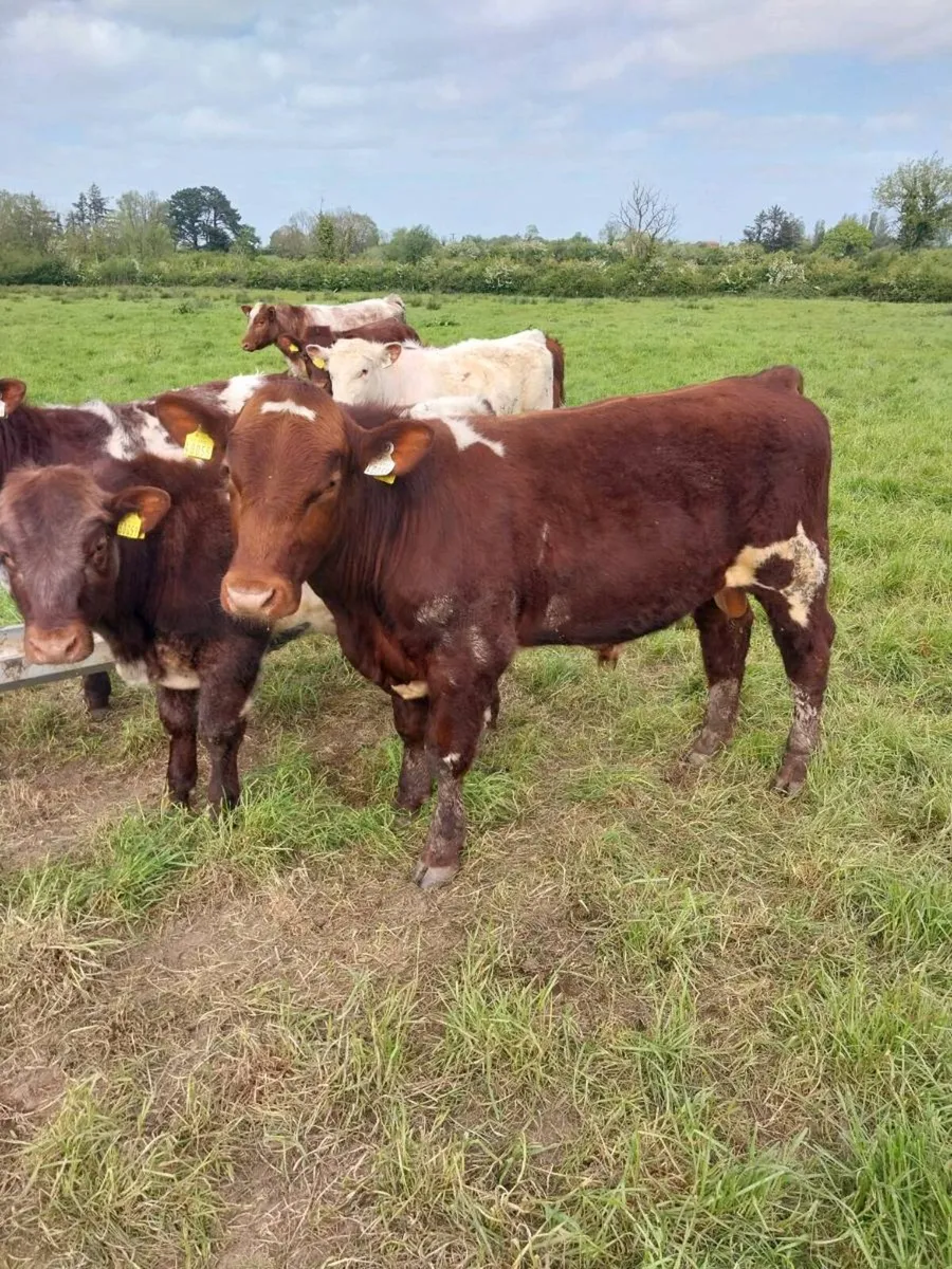 PBNR Shorthorn bulls - Image 2