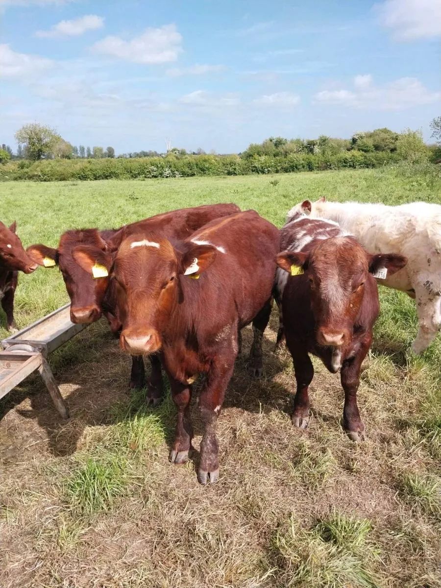 PBNR Shorthorn bulls - Image 1