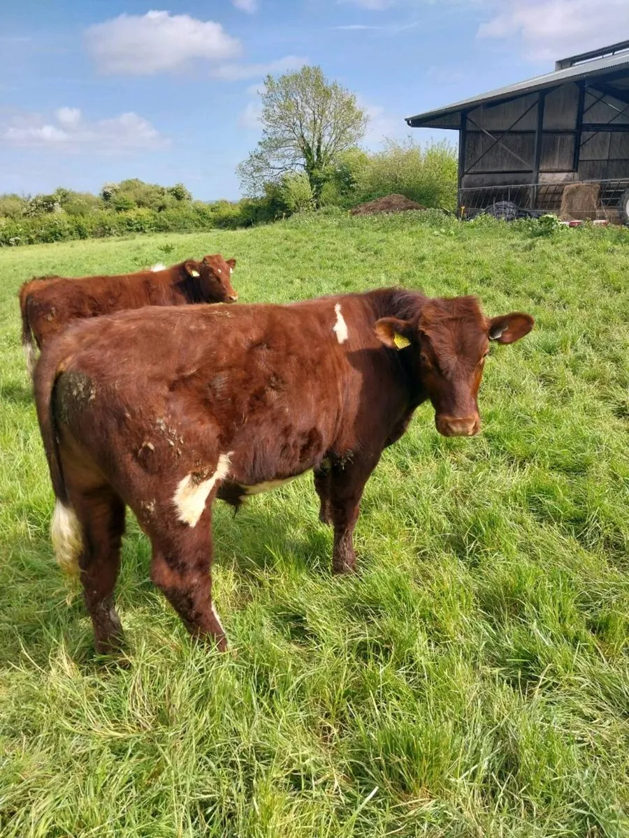 PBNR Shorthorn bulls - Image 3