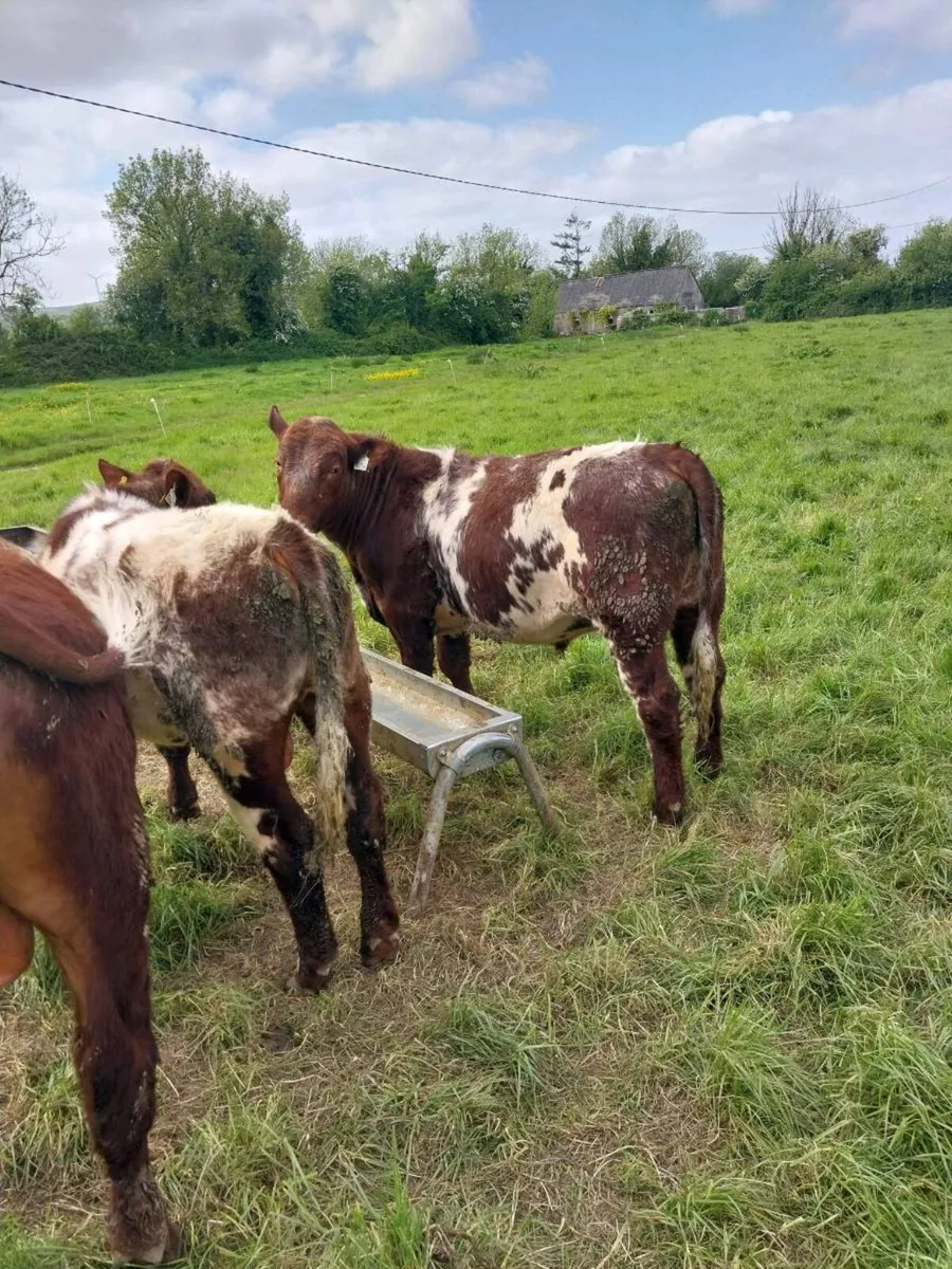 PBNR Shorthorn bulls - Image 4