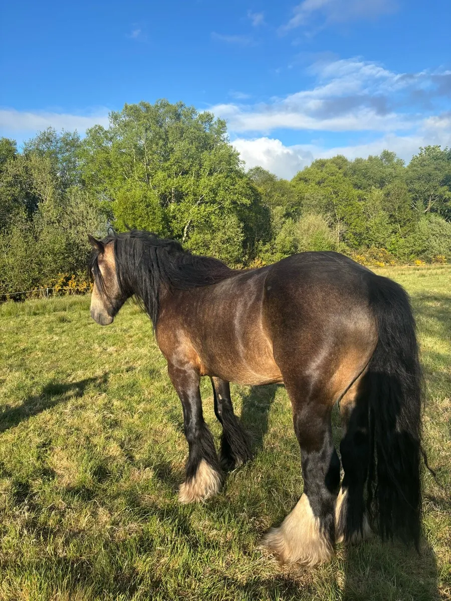 Dun Cob at Stud - Image 1