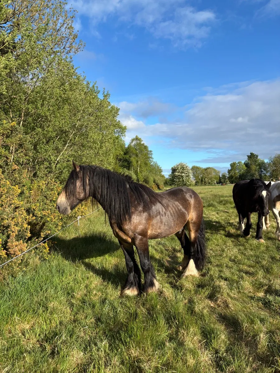 Dun Cob at Stud - Image 2