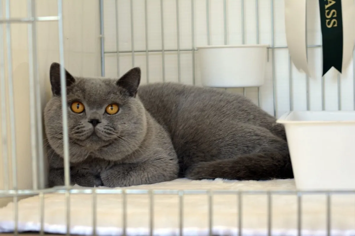 Elite pedigree shorthair kittens - Image 3