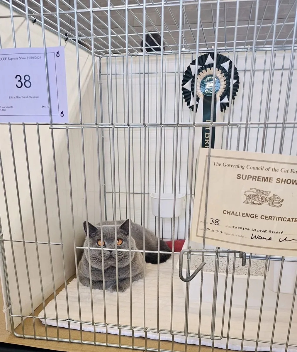 Elite pedigree shorthair kittens - Image 2