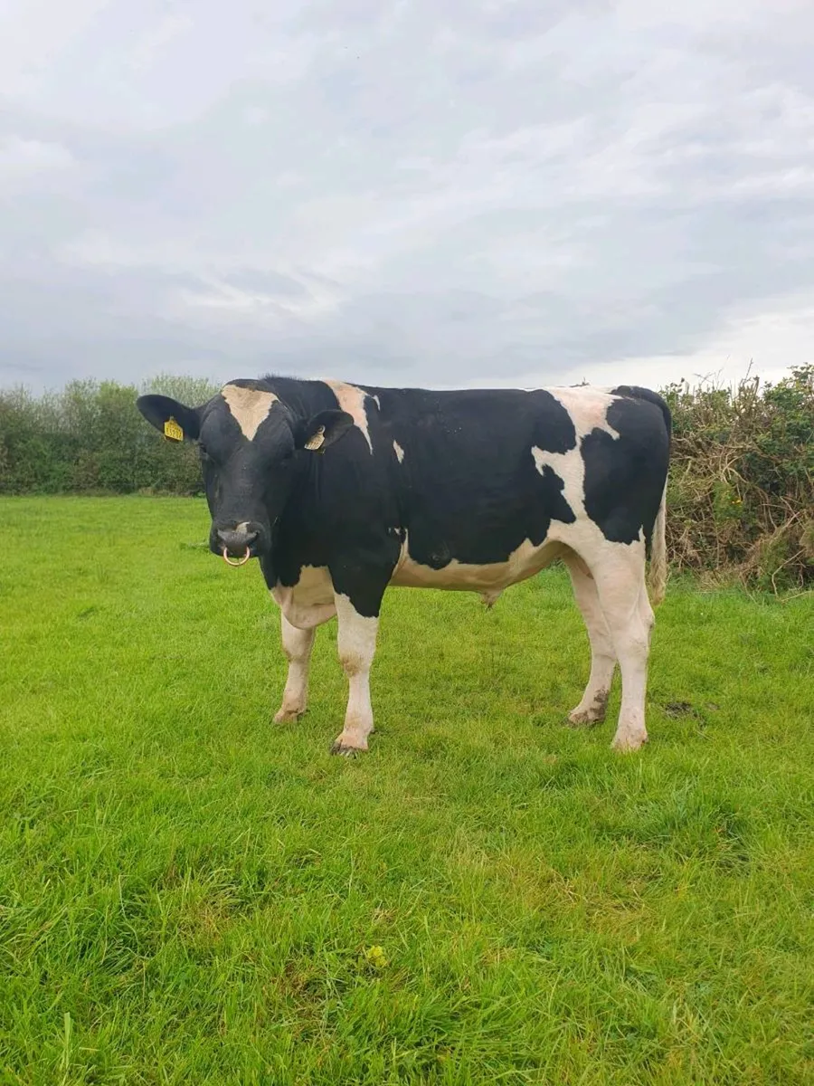 Pedigree Friesian Bull - Image 1