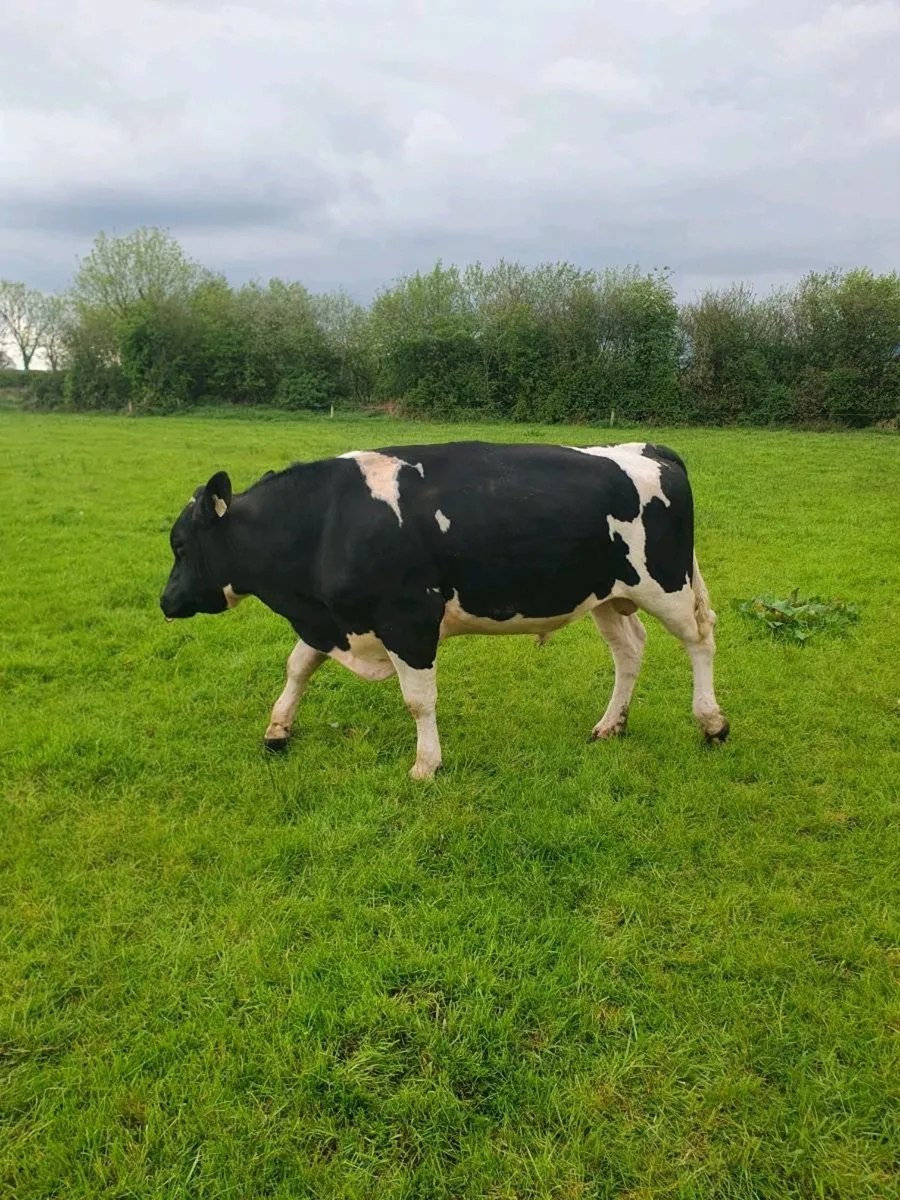 Pedigree Friesian Bull - Image 2