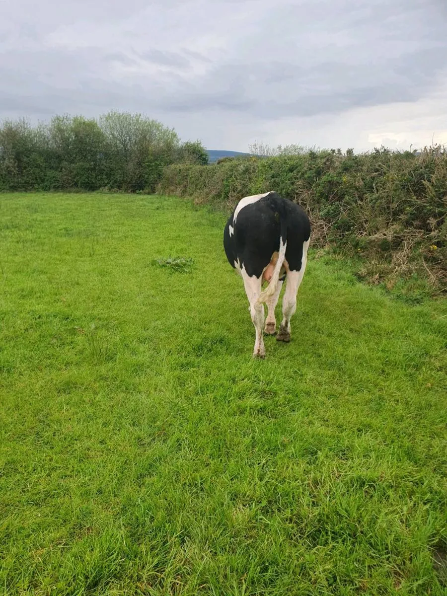 Pedigree Friesian Bull - Image 3