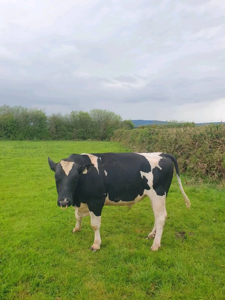 Pedigree Friesian Bull - Image 4