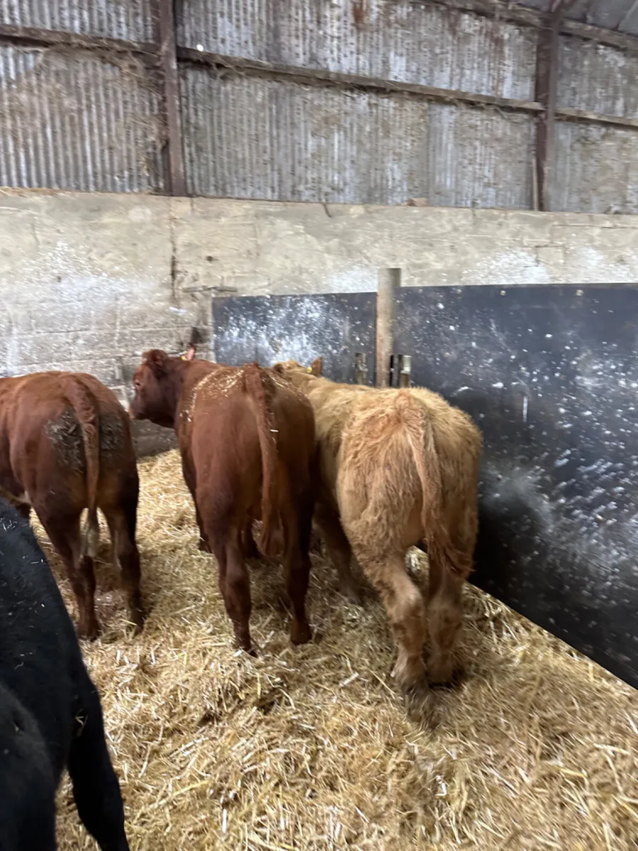 Beef bred bulls - Image 4