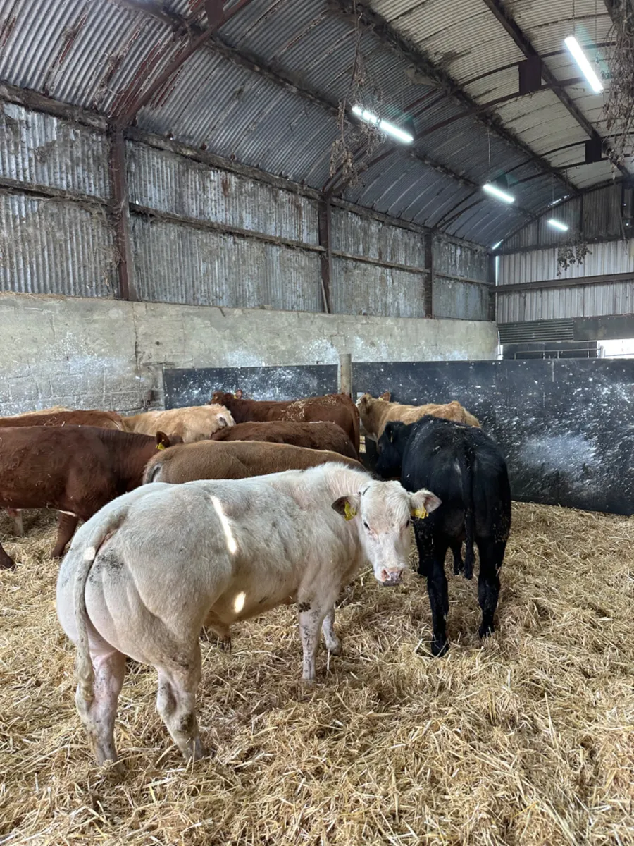 Beef bred bulls - Image 2
