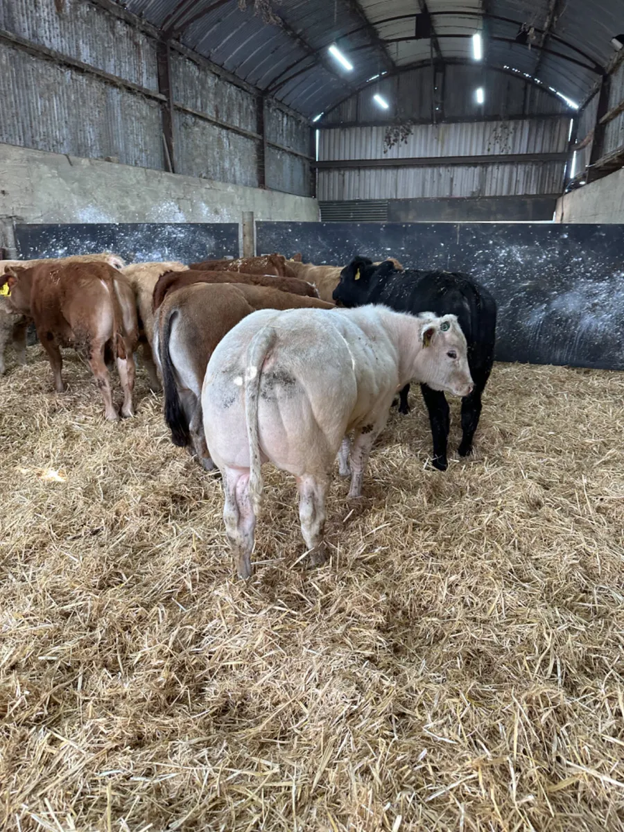 Beef bred bulls - Image 1