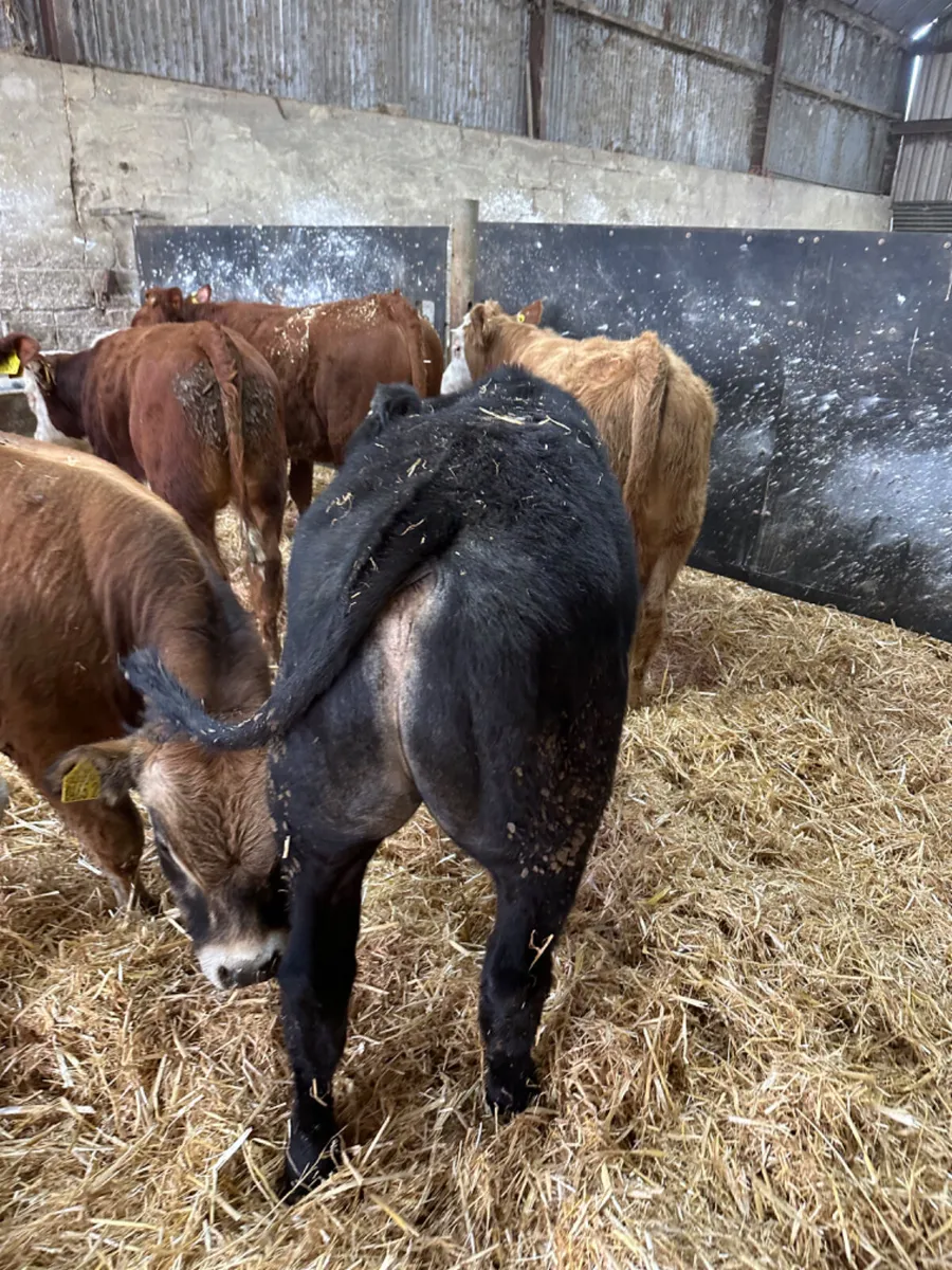 Beef bred bulls - Image 3