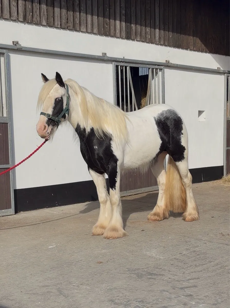 Stunning Piebald Mare - Image 1