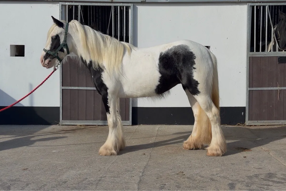 Stunning Piebald Mare - Image 2
